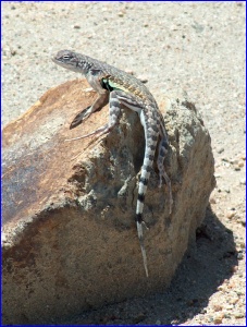 Zebra Tailed Lizard