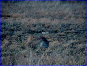 A Black-tailed Jackrabbit in motion at dusk
