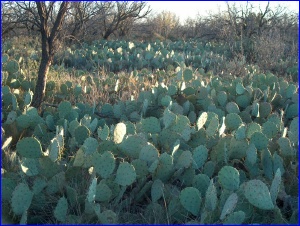 Cactus patch