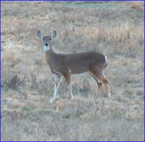 Deer