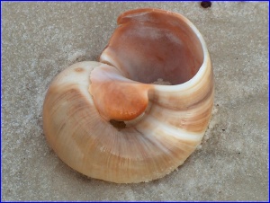 Nautilus shell