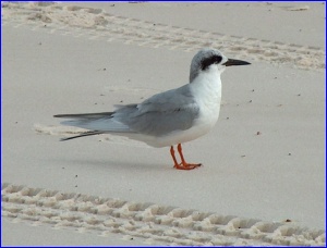 An unidentified tern