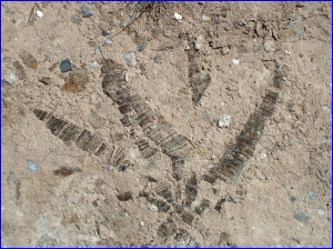Buried Selenite