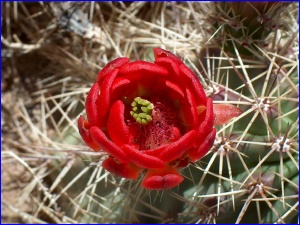 Claret Cup Cactus