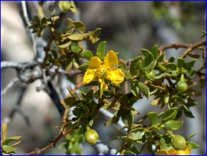 Creosote Bush