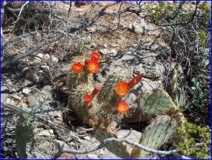 Desert Plants