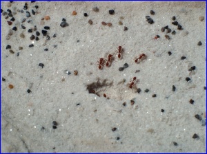 Harvester Ants