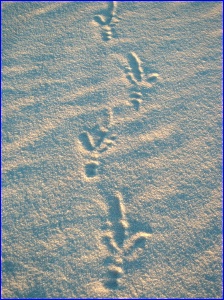 Raven Tracks