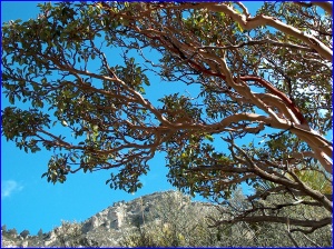 Texas Madrone