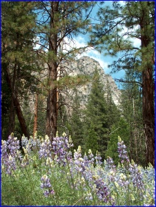 Canyon, Lupine