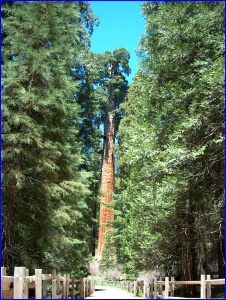 The General Grant Tree