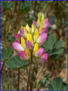 Harlequin Lupine