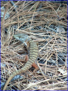 Lizard