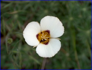 Mariposa Lily