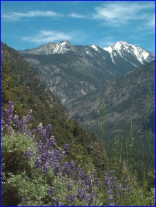 Mountain, Lupine