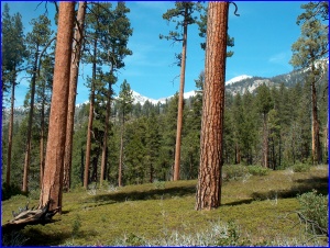 Open Forest