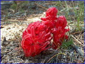 Snow Plant