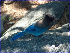 Stellers Jay