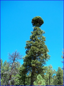 Topiary Tree