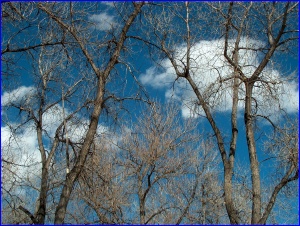 Clouds & Trees