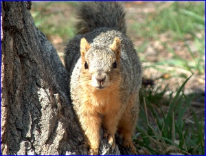 Fox Squirrel