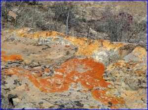 Orange Lichens