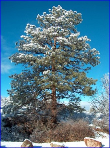 Ponderosa Pine