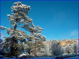 Snow Scene