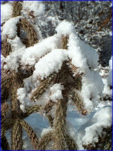 Snowy Cactus