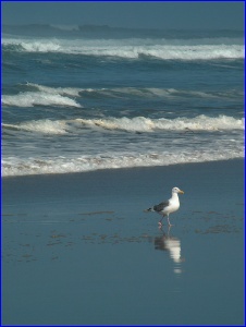 Gull Reflection