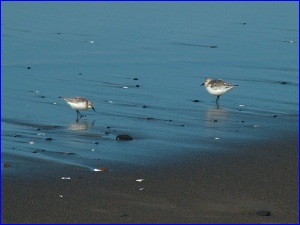 Sanderlings