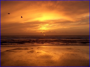 Sunset Gulls