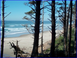 Woods & Beach