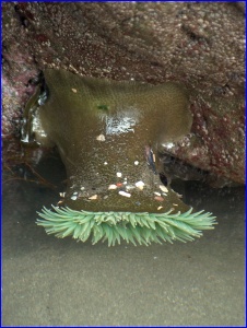 Anemone