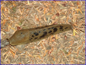 Banana Slug