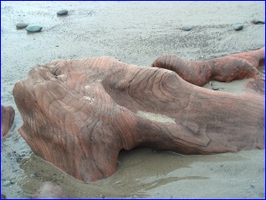 Drift Cedar