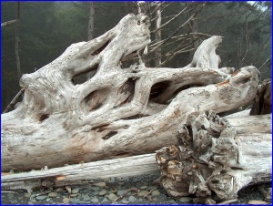 Driftwood
