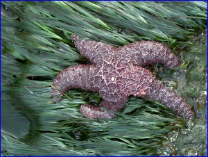 Eelgrass