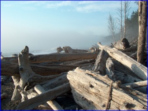 Fog & Wood