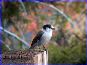 Gray Jay