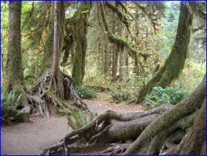 Hall Of Mosses