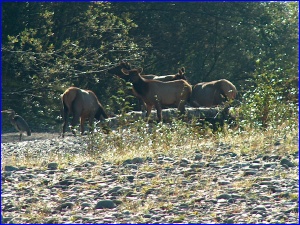 Heron & Elk