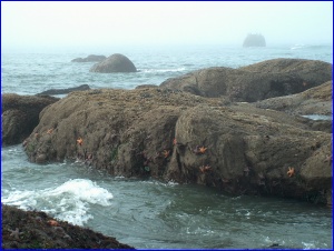 High Tide Line