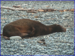 Kipping Pinniped