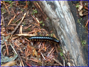 Millipede