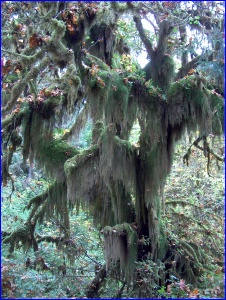 Mossy Maple
