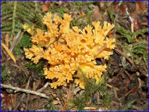 Orange Fungus