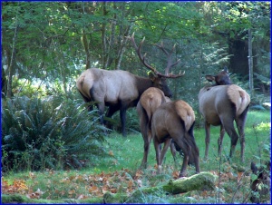 Roosevelt Elk