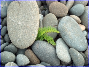 Small Fern