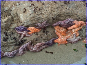 Social Starfish